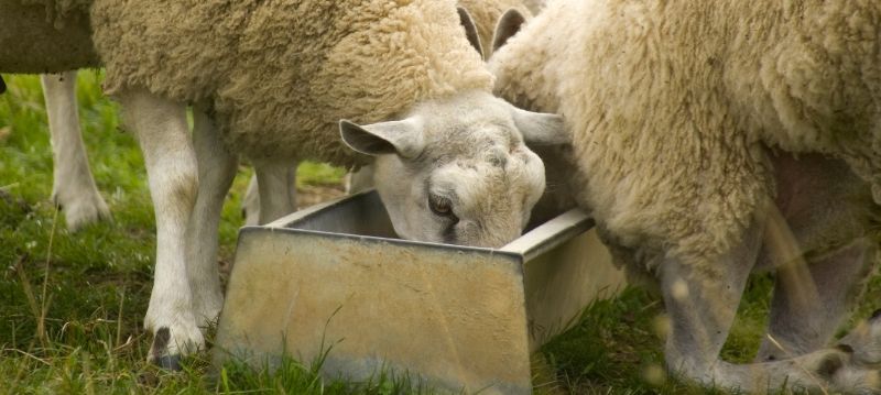 Feeding Sheep