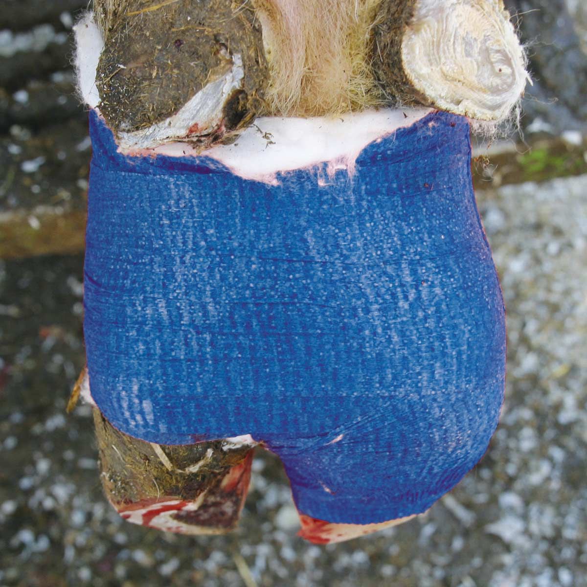Kerbl VetLastic självhäftande klövbandage, medelelastiskt och rivstarkt, i användning