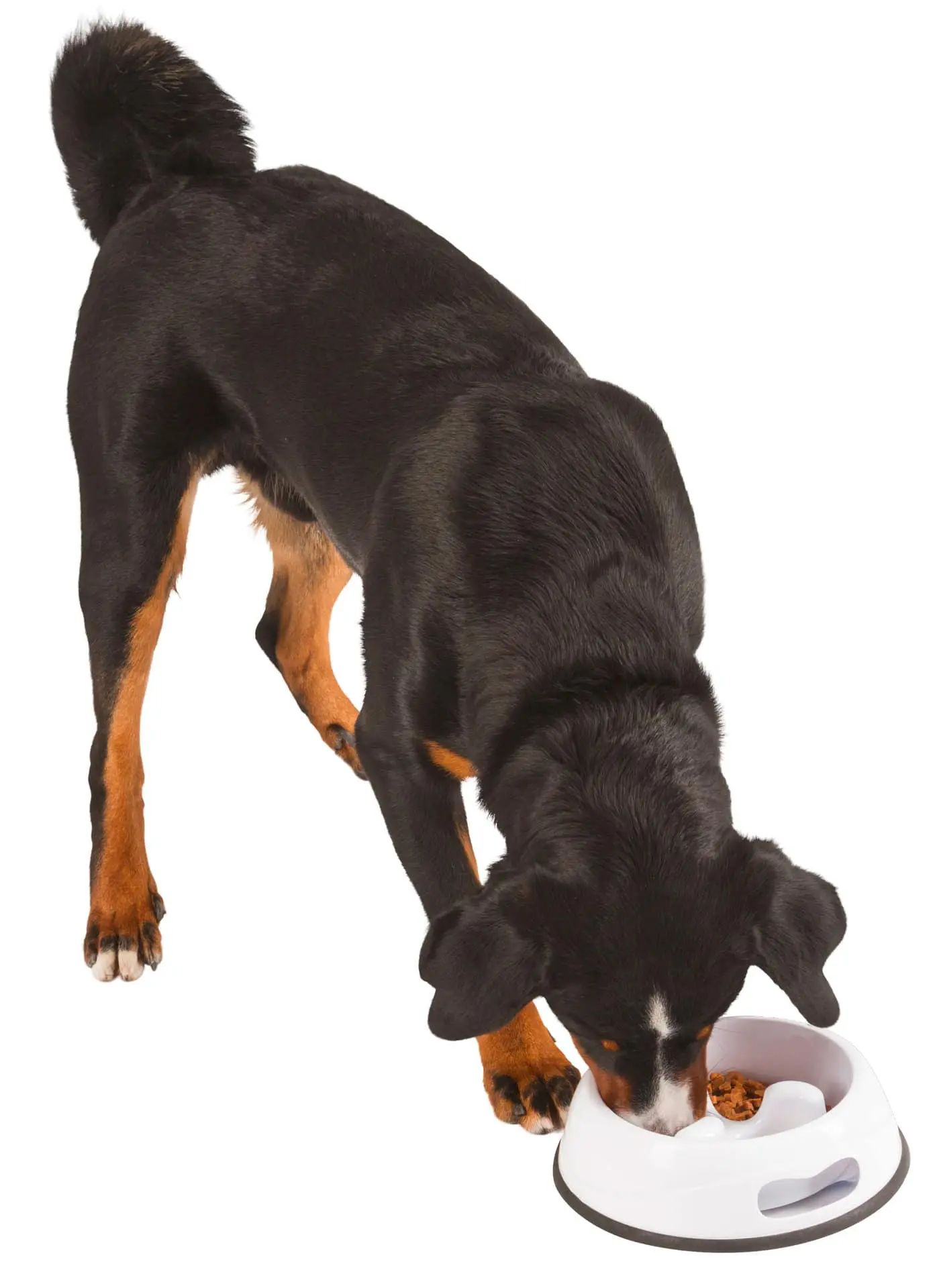Gamelle Anti Dribble Kerbl, Plastique Antidérapant pour Chien & Chat, blanc