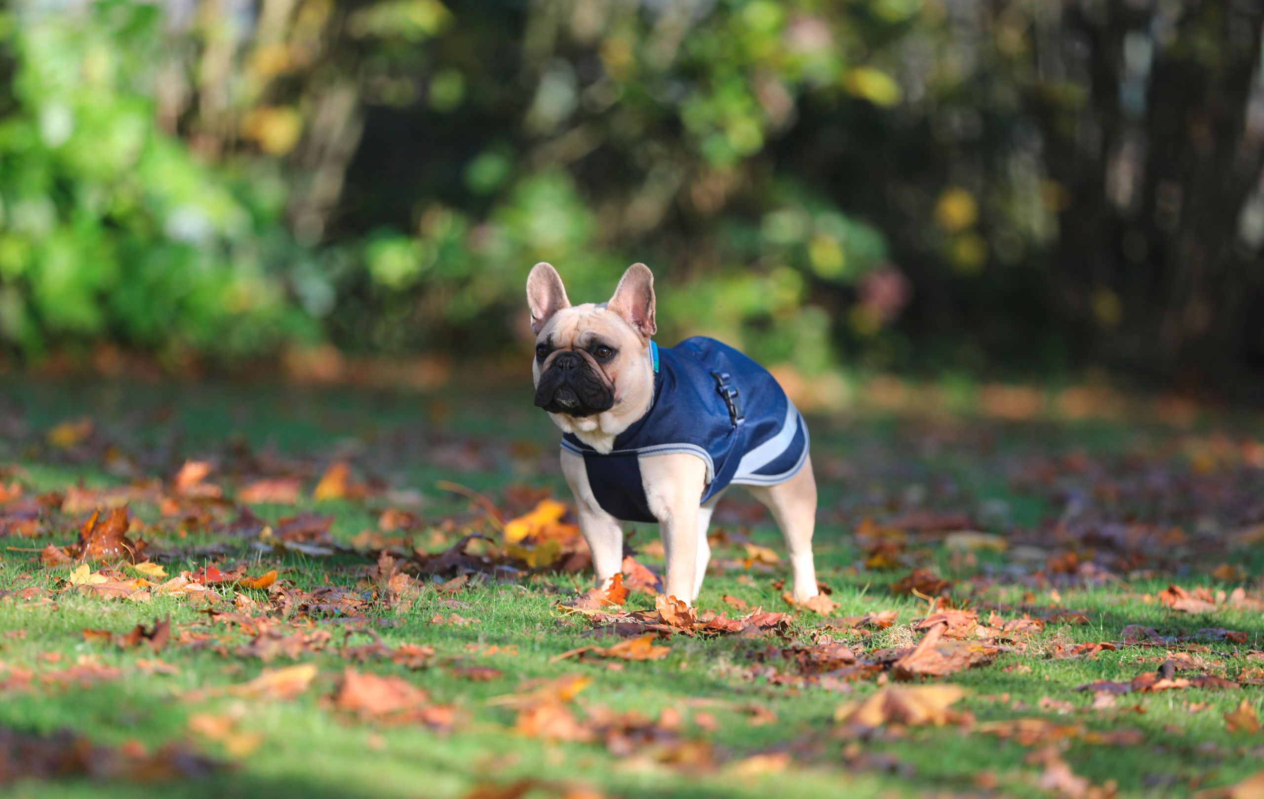 Bucas Freedom Dog Rug 50 Hundemantel wasserdicht, navy