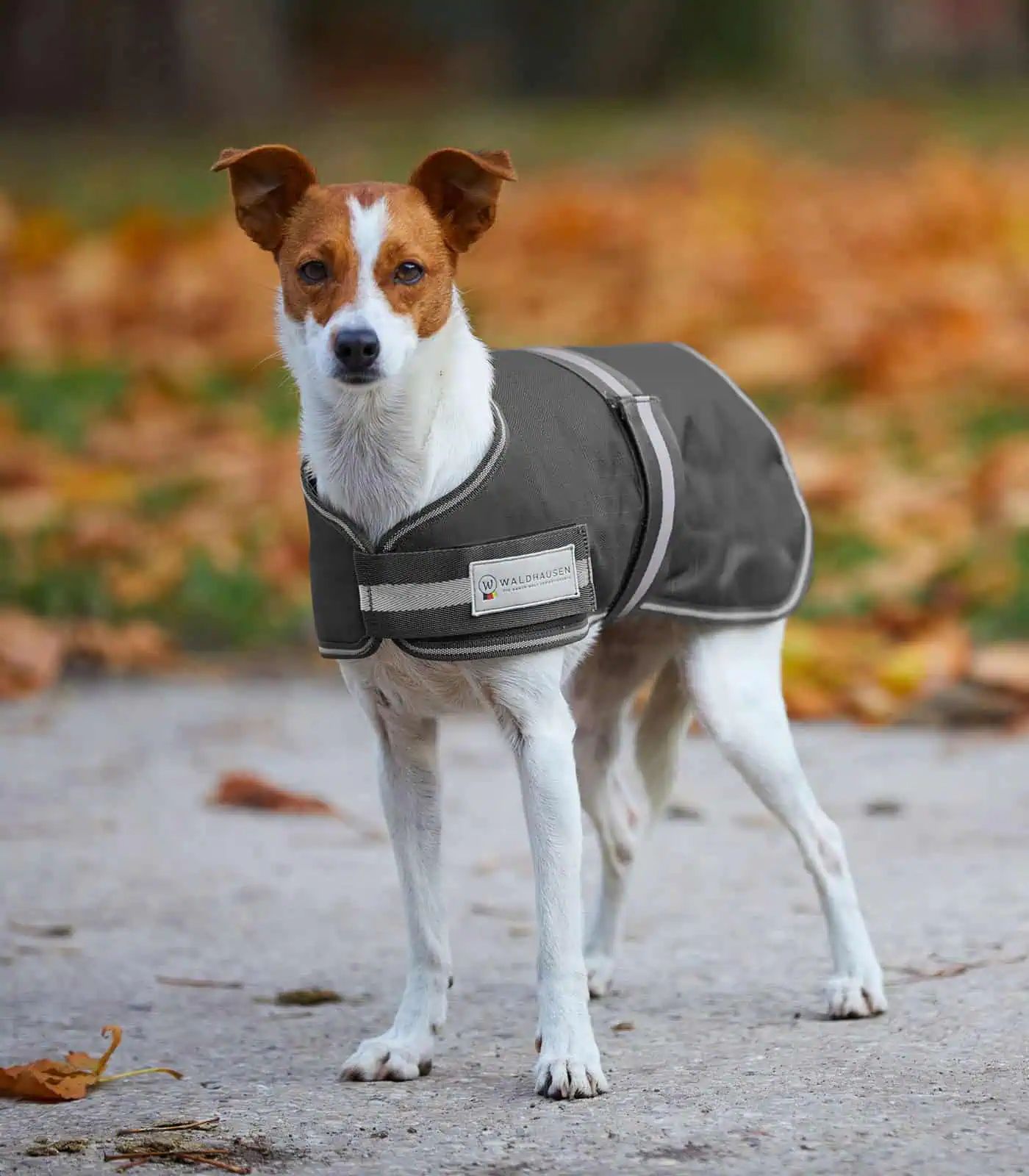 Waldhausen Manteau pour Chien Comfort Imperméable, 1200 Deniers, 200 g, asphalte 45 cm