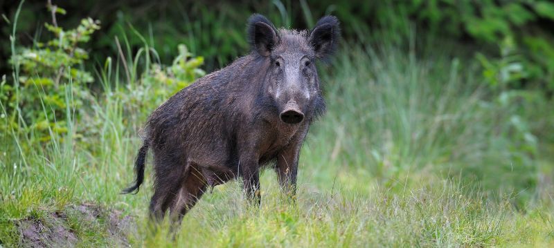 Sanglier